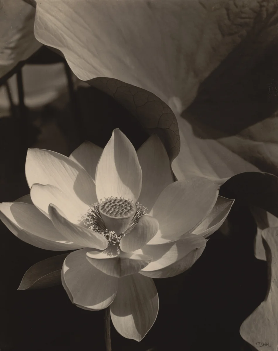 Lotus, Mount Kisco, New York by Edward Steichen, photograph, 1915