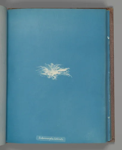 Enteromorpha clathrata by Anna Atkins, photograph, 1851-1855