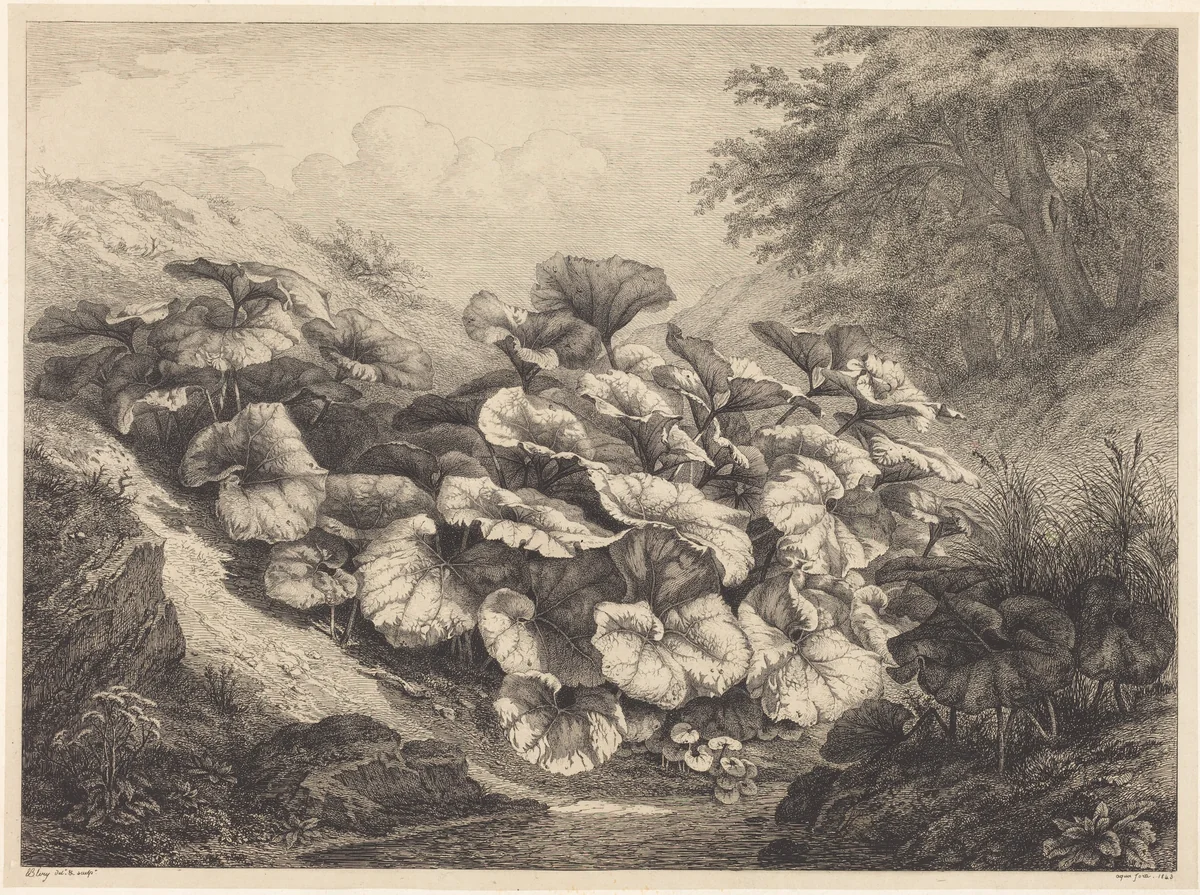 Large Coltsfoot by Eugène Bléry, print, 1843
