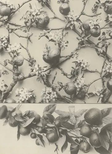 Page from Festons und Dekorative Gruppen by Unidentified Photographer, photograph, 1893