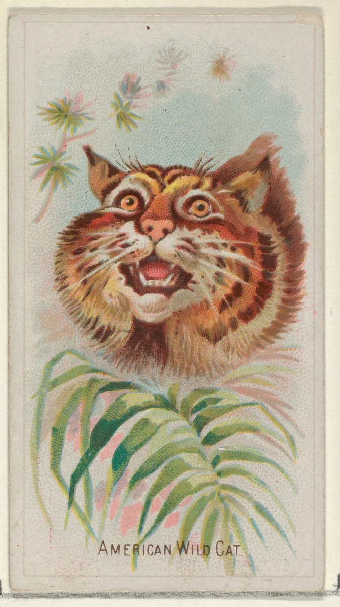 American Wild Cat, from the Wild Animals of the World series (N25) for Allen & Ginter Cigarettes by Allen & Ginter, print, 1888
