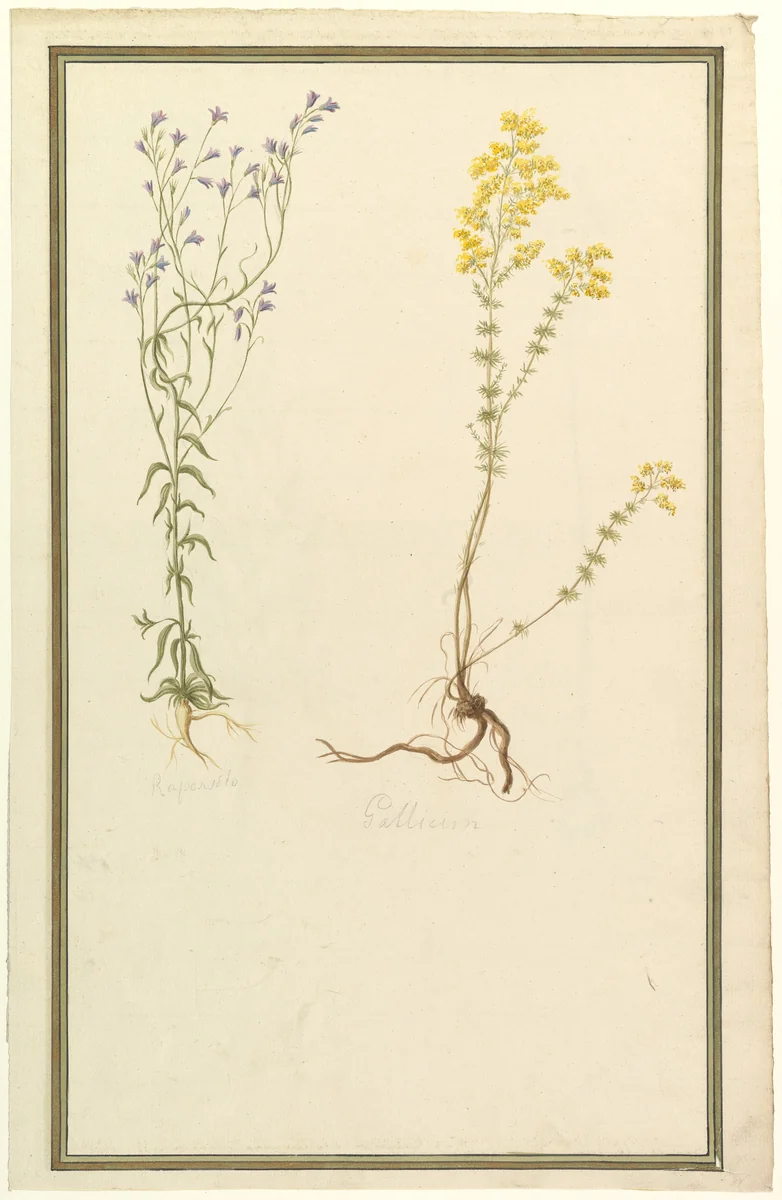 Botanical Studies by anonymous, drawing, 1815-1825