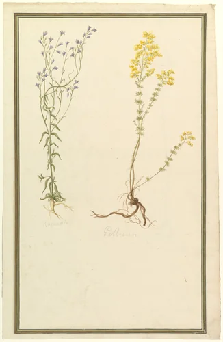 Botanical Studies by anonymous, drawing, 1815-1825