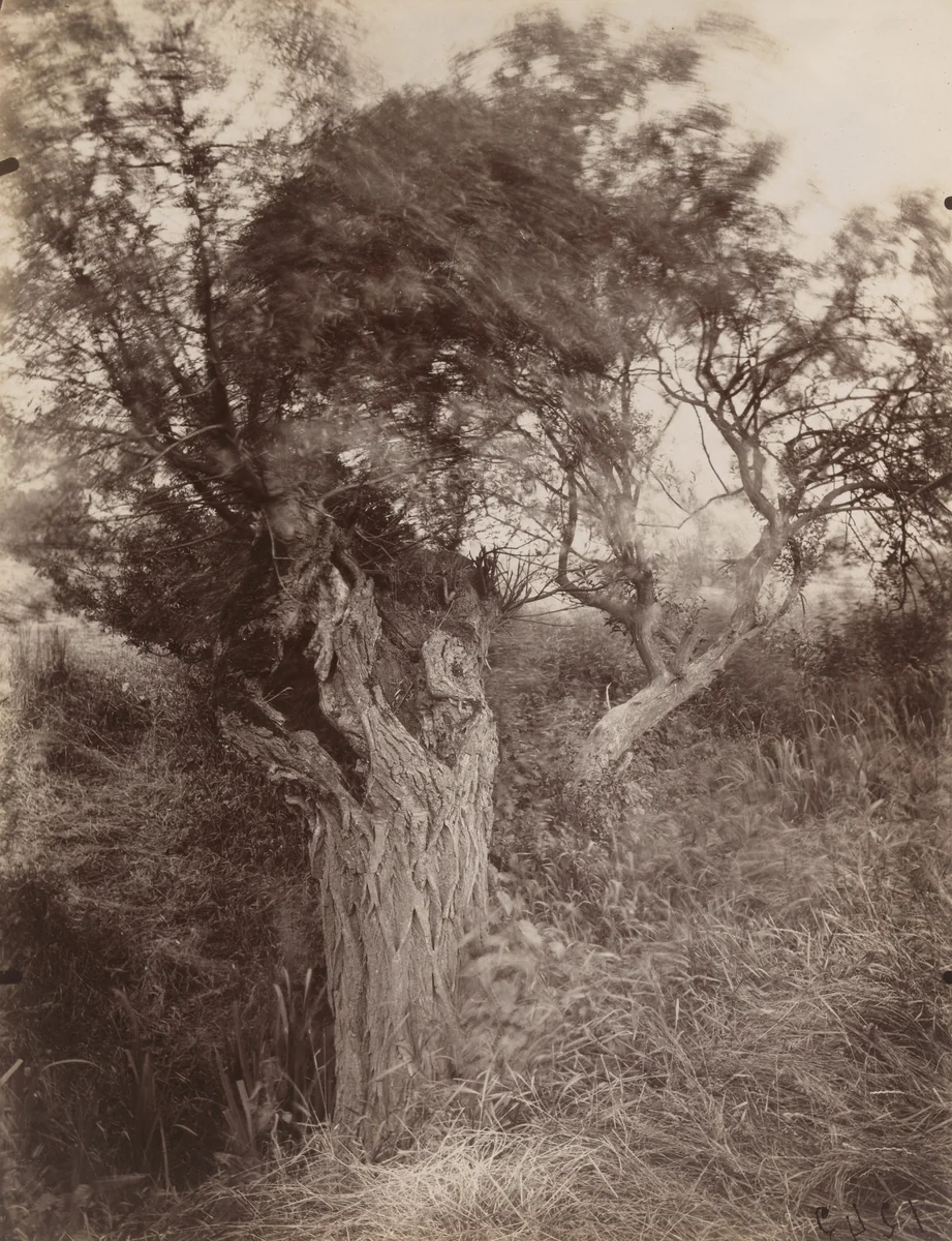 Saules by Eugène Atget, photograph, 1925