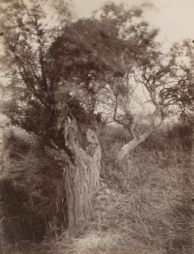Saules by Eugène Atget, photograph, 1925