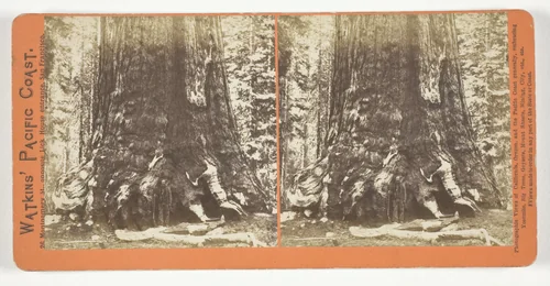 Section of the Grizzly Giant (tree), 33 ft. Diam., Mariposa Grove, Yosemite, from the series "Watkins' Pacific Coast" by Carleton Watkins, photograph, 1861-1876
