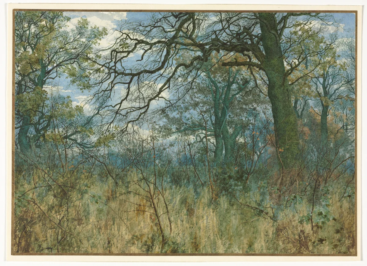 Trees and Undergrowth by Garden William Fraser, drawing, 1885