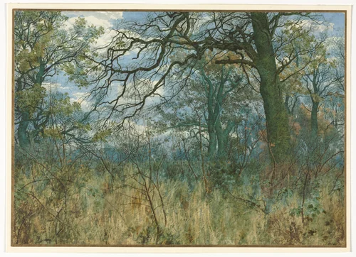 Trees and Undergrowth by Garden William Fraser, drawing, 1885