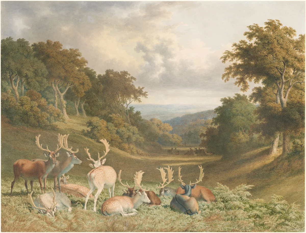 Stags in Knole Park, Kent by Robert Hills, drawing, 1839