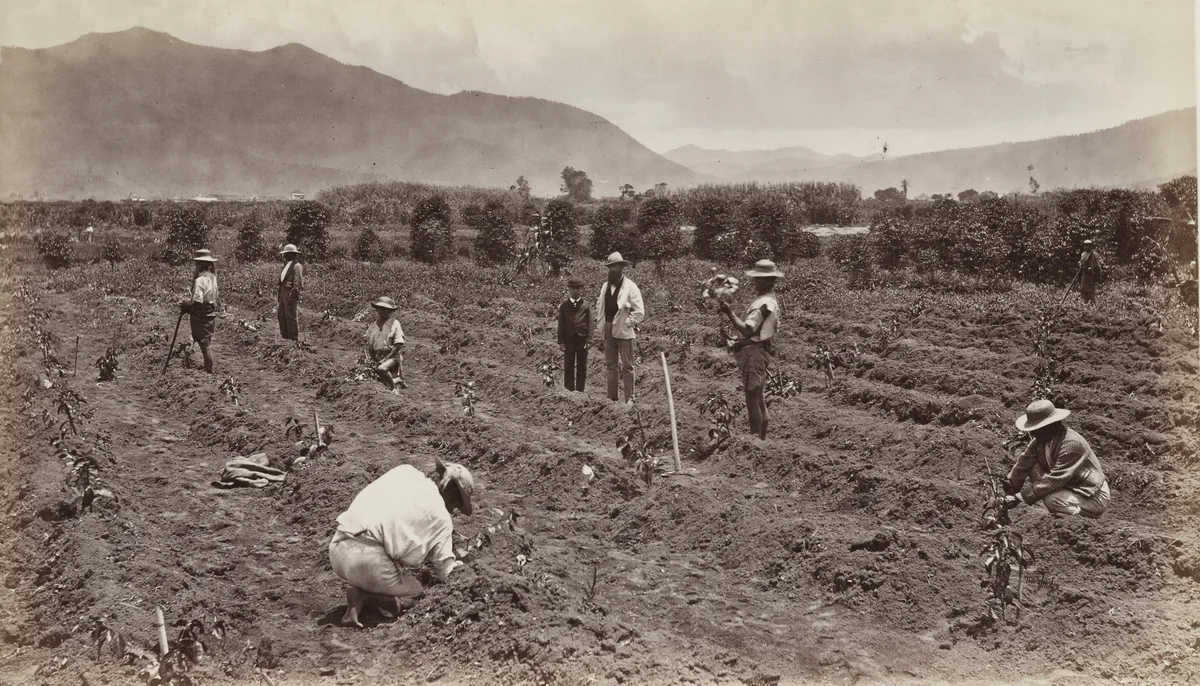 Transplanting the Young Coffee Tree, Antigua by Eadweard Muybridge, photograph, 1875