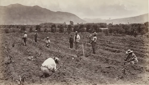 Transplanting the Young Coffee Tree, Antigua by Eadweard Muybridge, photograph, 1875