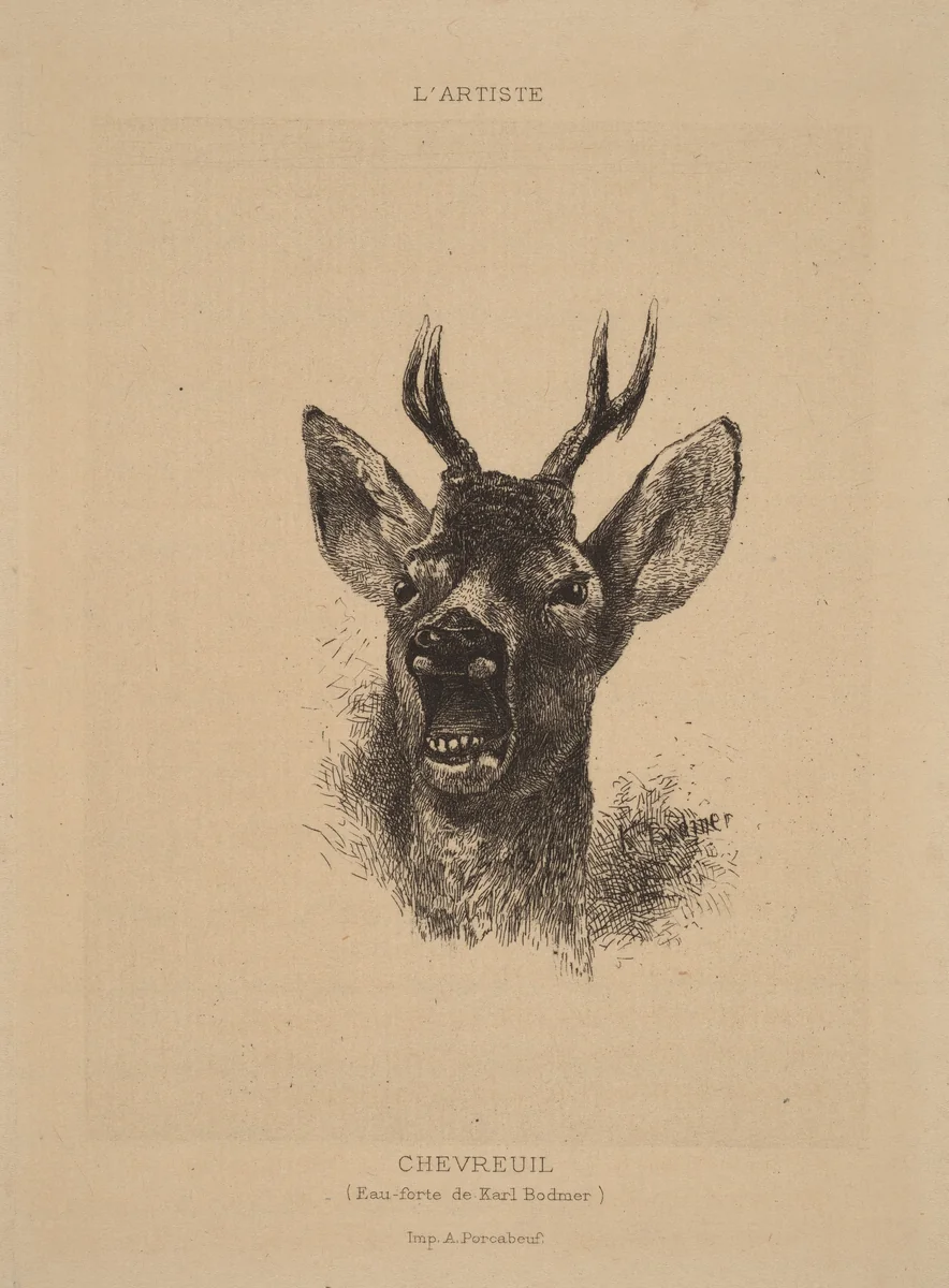 Chevreuil by Karl Bodmer, print, 1809-1893