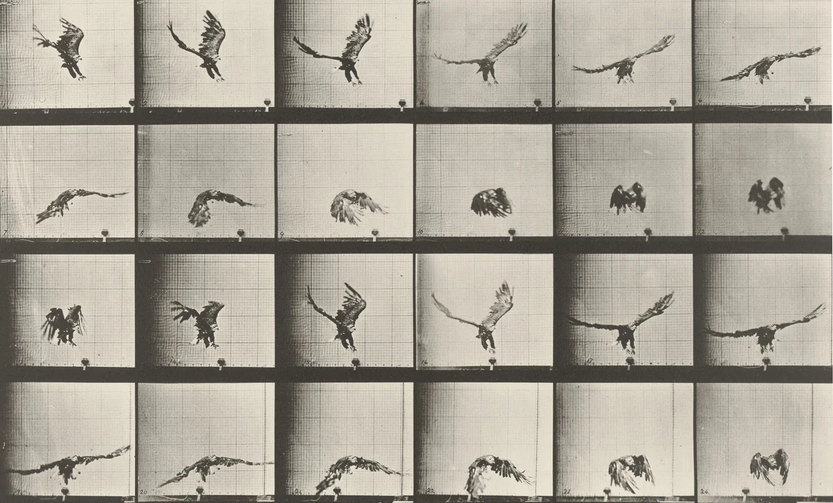 American Eagle Flying Near the Ground: Plate 771 from Animal Locomotion (1887) by Eadweard Muybridge, photograph, 1884