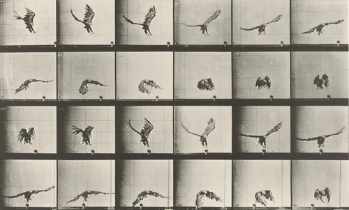 American Eagle Flying Near the Ground: Plate 771 from Animal Locomotion (1887) by Eadweard Muybridge, photograph, 1884