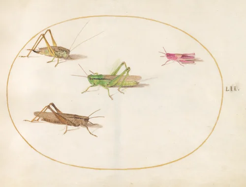 Plate 52: Four Grasshoppers by Joris Hoefnagel, drawing, 1570-1599
