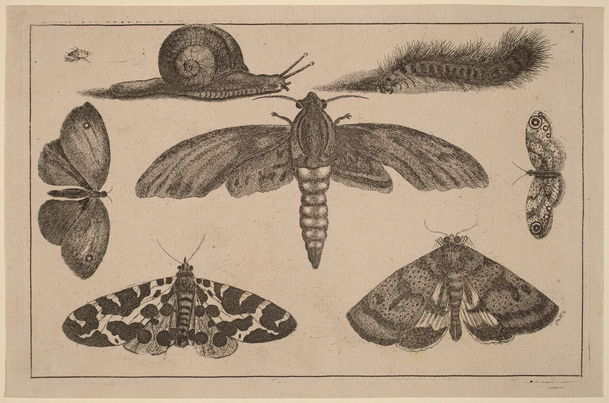 Six Insects, a Caterpillar, and a Snail by Wenceslaus Hollar, print, 1644-1652