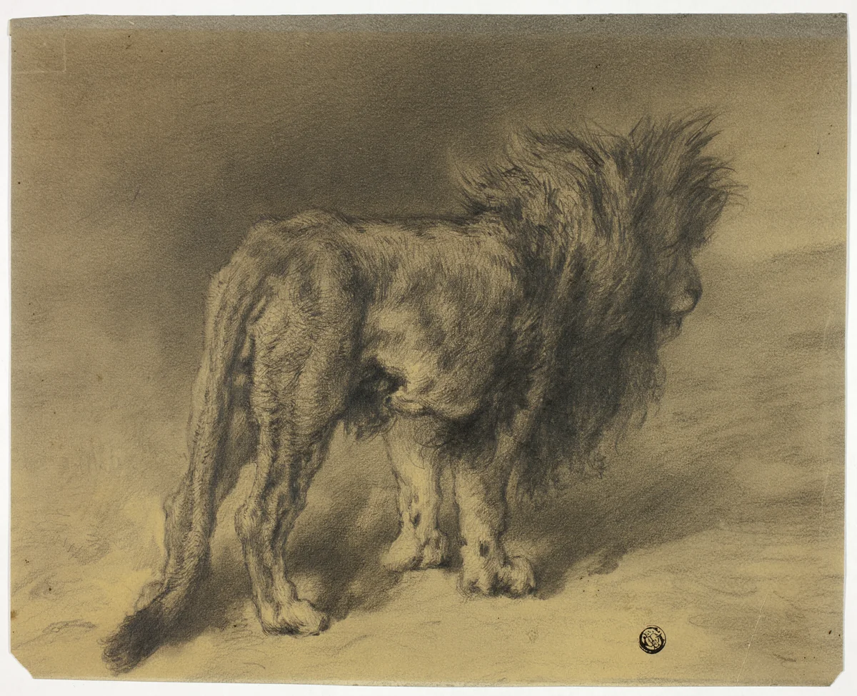 Standing Lion with Shaggy Mane by Frederik William Zurcher, drawing, 1855-1894