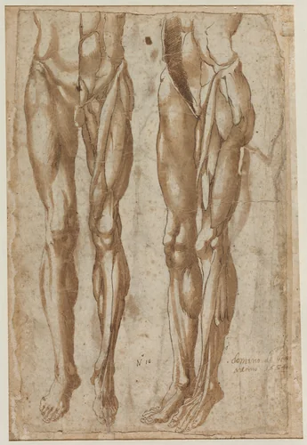 Two Studies of a Flayed Man (recto) by Bartolommeo da Arezzo, drawing, 1554