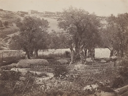 Olive Trees at Gethsemane, Jerusalem by James Robertson; Felice Beato; Antonio Beato, photograph, 1857