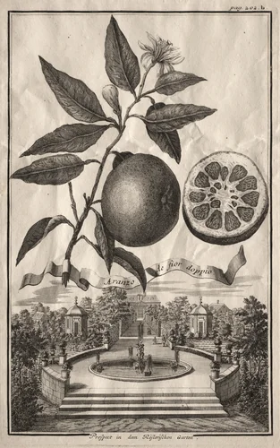 Nurnbergische Hesperides: Aranzo de fior doppio by Joseph de Montalegre, print, 1714