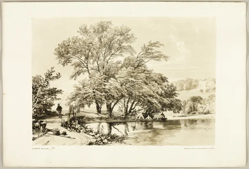 Common Willow, from The Park and the Forest by James Duffield Harding, print, 1841
