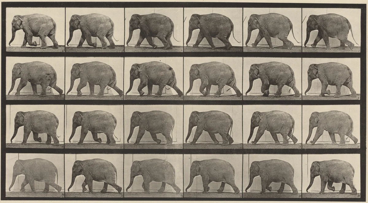 Plate Number 733. Elephant walking by Eadweard Muybridge, photograph, 1887