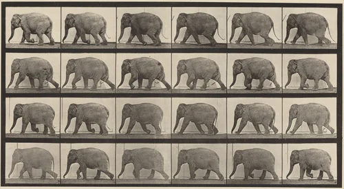 Plate Number 733. Elephant walking by Eadweard Muybridge, photograph, 1887