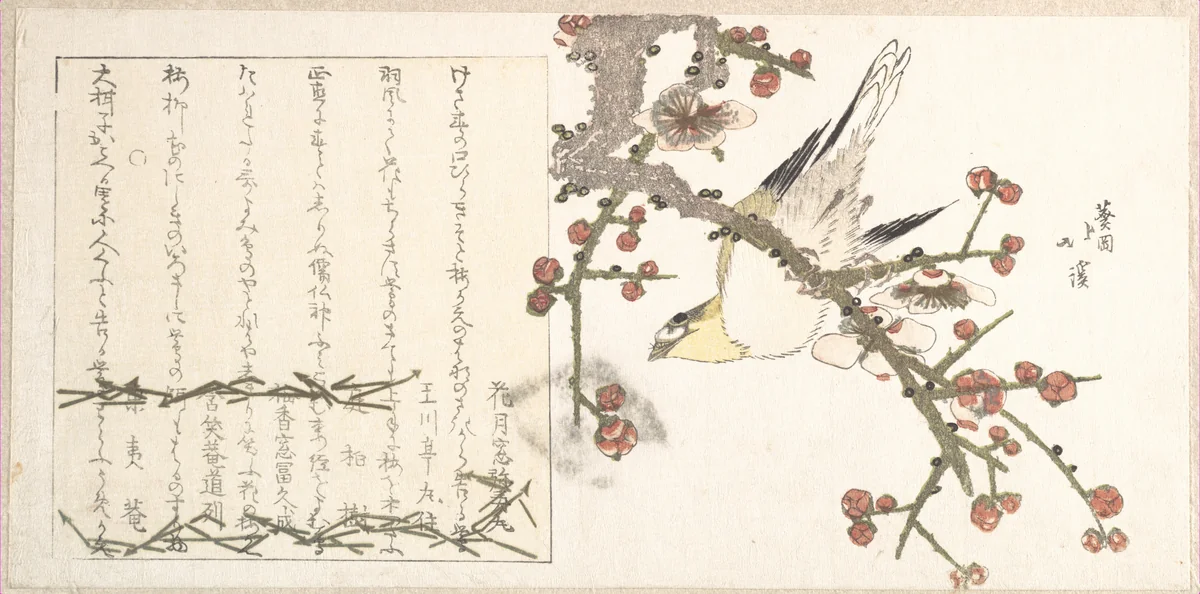 Bush Warbler on a Plum Branch (Ume ni uguisu) by Totoya Hokkei (魚屋北渓), print, 1800-1833