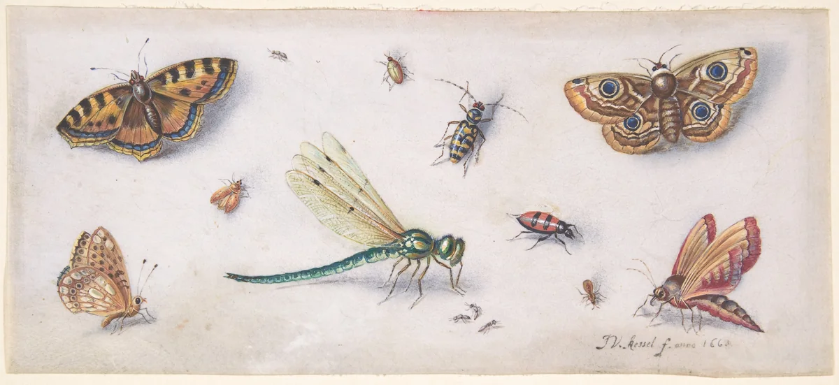 Insects, Butterflies, and a Dragonfly by Jan van Kessel, drawing, 1635-1679