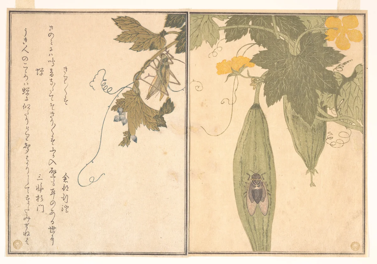 Grasshopper (Kirigirisu); Cicada (Semi), from the Picture Book of Crawling Creatures (Ehon mushi erami) by Kitagawa Utamaro (喜多川歌麿), print, 1788