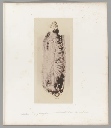 [Untitled] by Auguste-Adolphe Bertsch, photograph, 1853-1857
