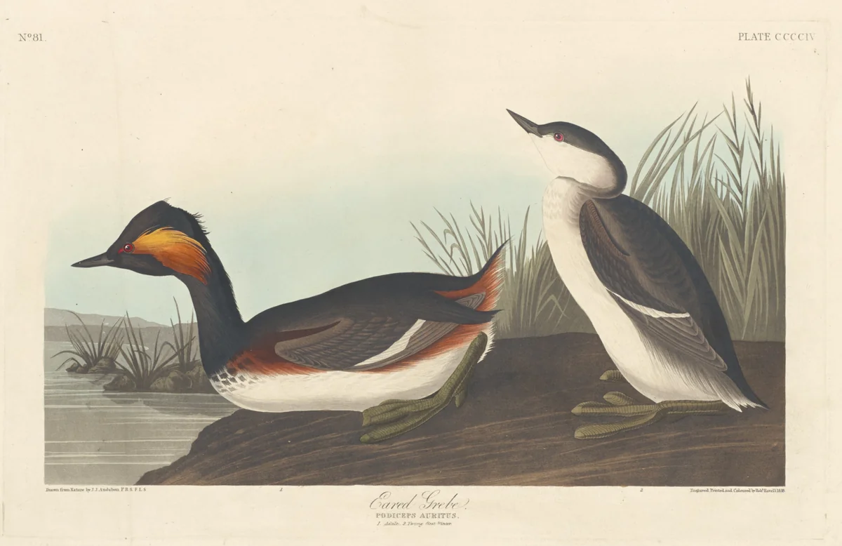 Eared Grebe by Robert Havell, Jr.; John James Audubon, print, 1838