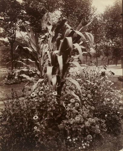 Corn and Zinnias by Eugène Atget, photograph, 1922