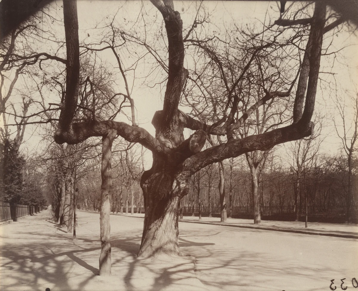 Vieux chêne by Eugène Atget, photograph, 1921