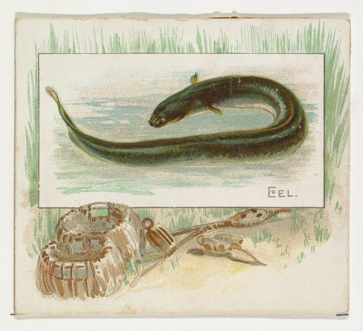 Eel, from Fish from American Waters series (N39) for Allen & Ginter Cigarettes by Allen & Ginter, print, 1889