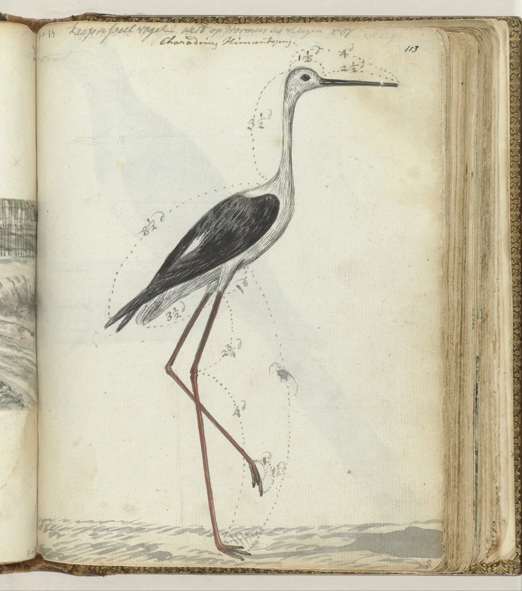 Kaapse poelvogel by Jan Brandes, drawing, 1786-1787