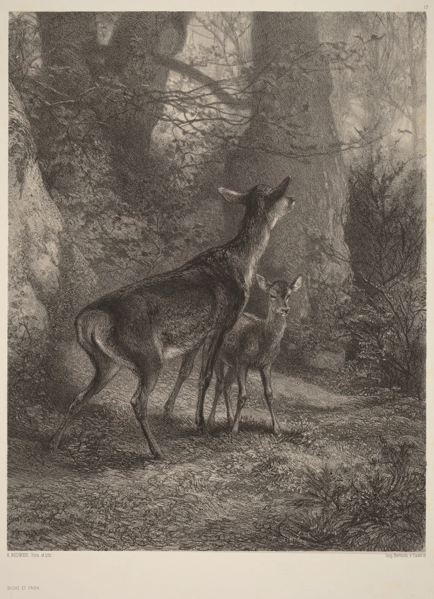 Biche et Faon by Karl Bodmer, print, 1809-1893
