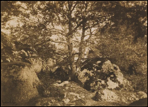 [Oak Tree and Rocks, Forest of Fontainebleau] by Gustave Le Gray, photograph, 1849-1852