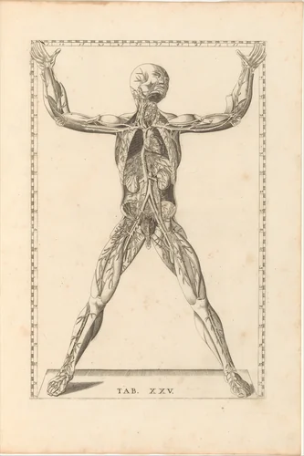 Tabulae Anatomicae by Barth. Eustachius, book, 1728