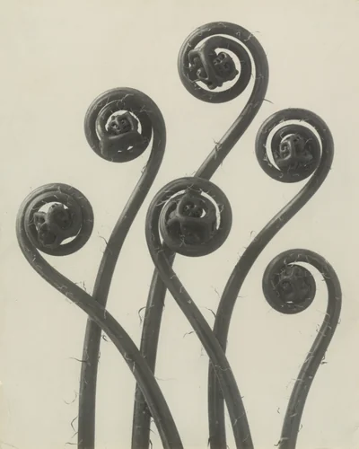 Adiantum pedatum by Karl Blossfeldt, photograph, 1898