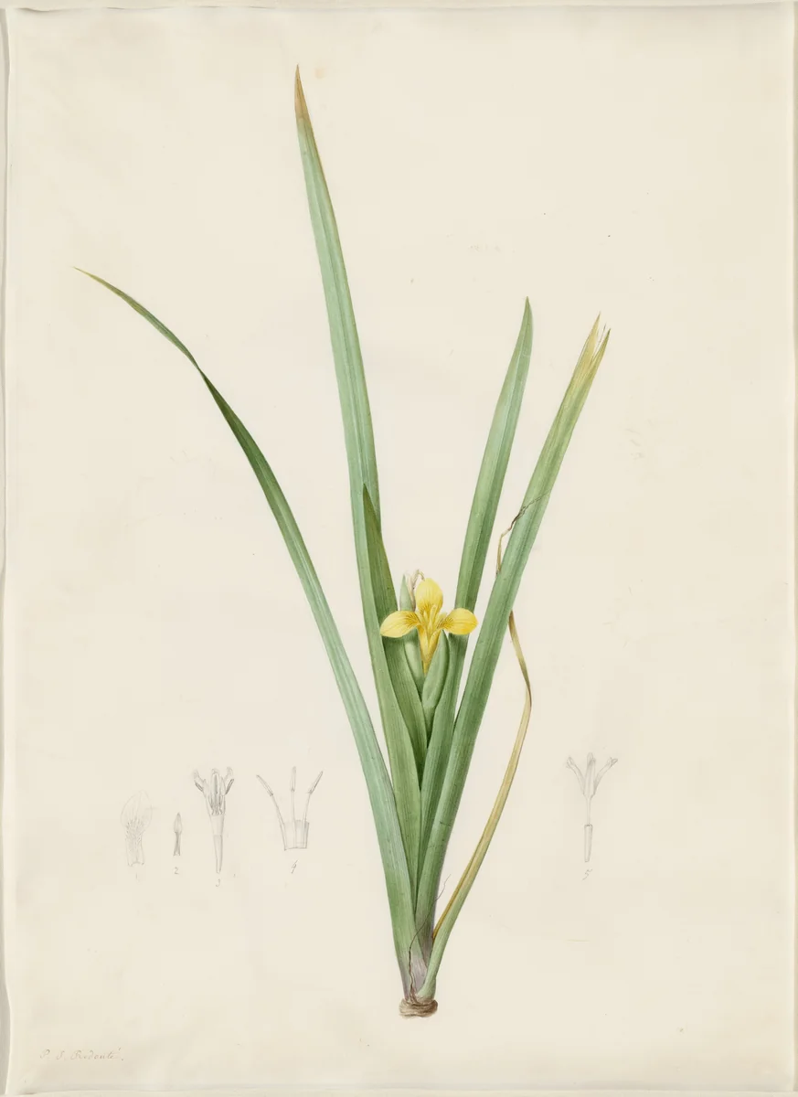 Iris curtopetala by Pierre Joseph Redouté, drawing, 1802-1816