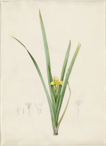 Iris curtopetala by Pierre Joseph Redouté, drawing, 1802-1816