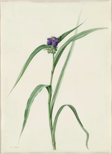 Tradescantia virginica by Pierre Joseph Redouté, drawing, 1802-1816