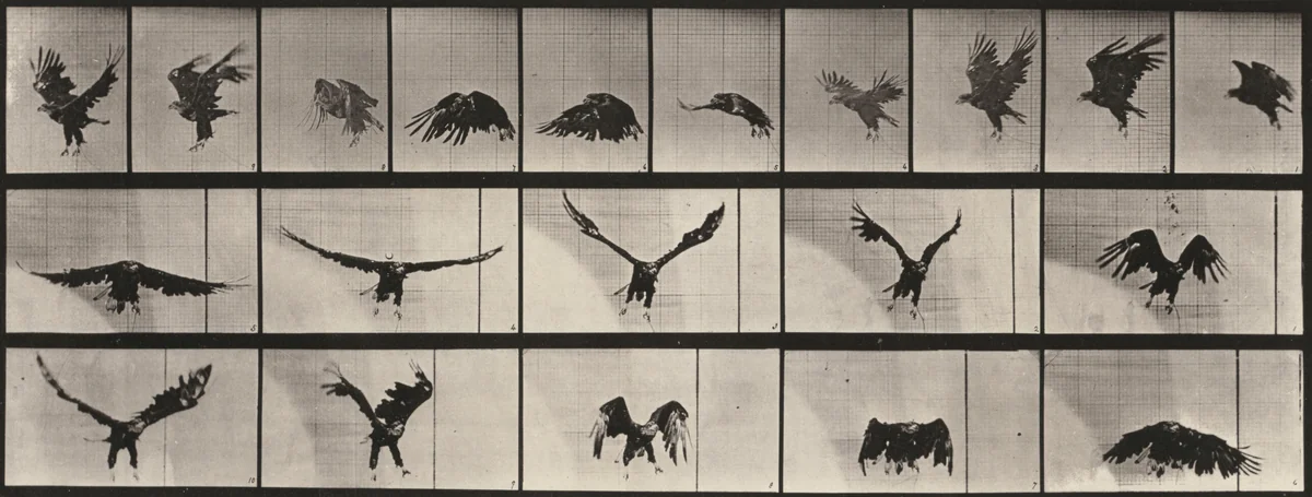 Plate Number 769. American eagle flying by Eadweard Muybridge, photograph, 1887