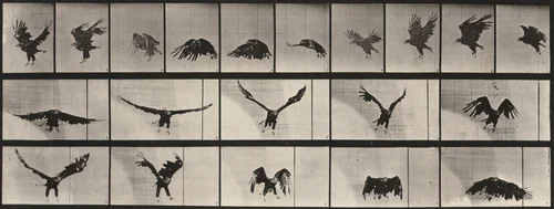 Plate Number 769. American eagle flying by Eadweard Muybridge, photograph, 1887