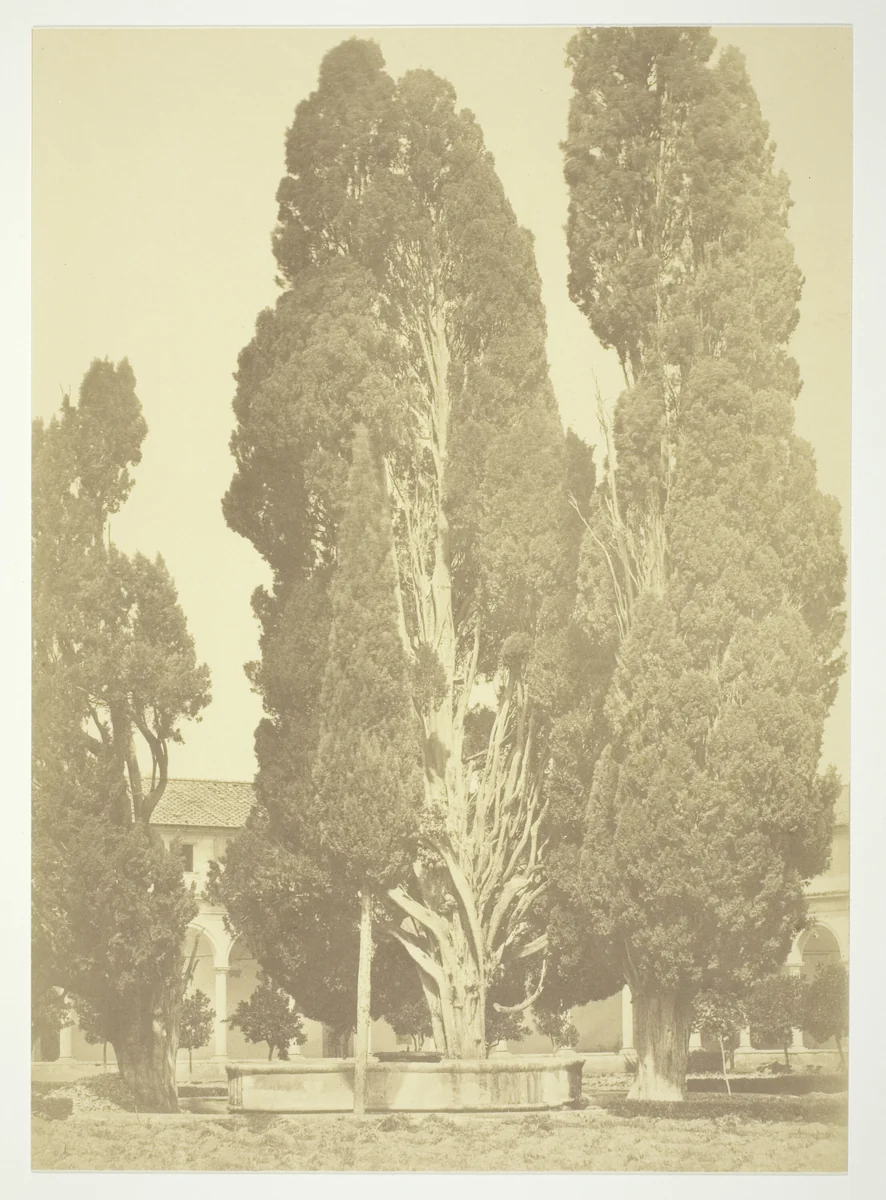 Untitled (Trees in Rome) by Robert Macpherson, photograph, 1852-1862
