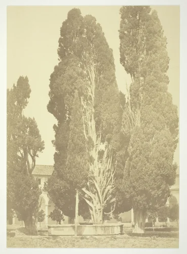 Untitled (Trees in Rome) by Robert Macpherson, photograph, 1852-1862