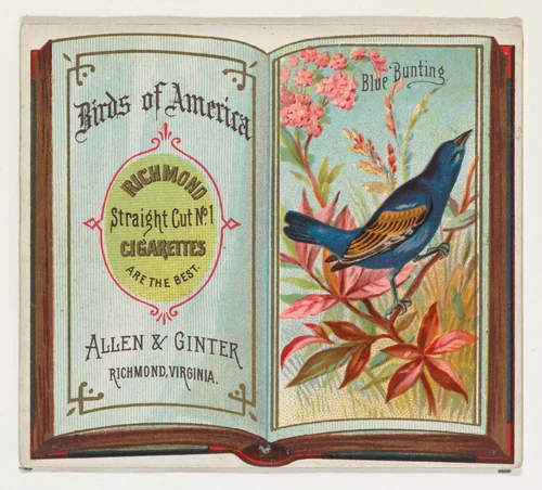 Blue Bunting, from the Birds of America series (N37) for Allen & Ginter Cigarettes by Allen & Ginter, print, 1888