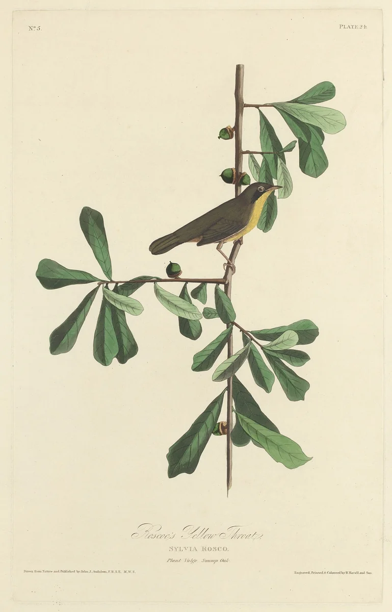 Roscoe's Yellow Throat by Robert Havell, Jr.; John James Audubon, print, 1827
