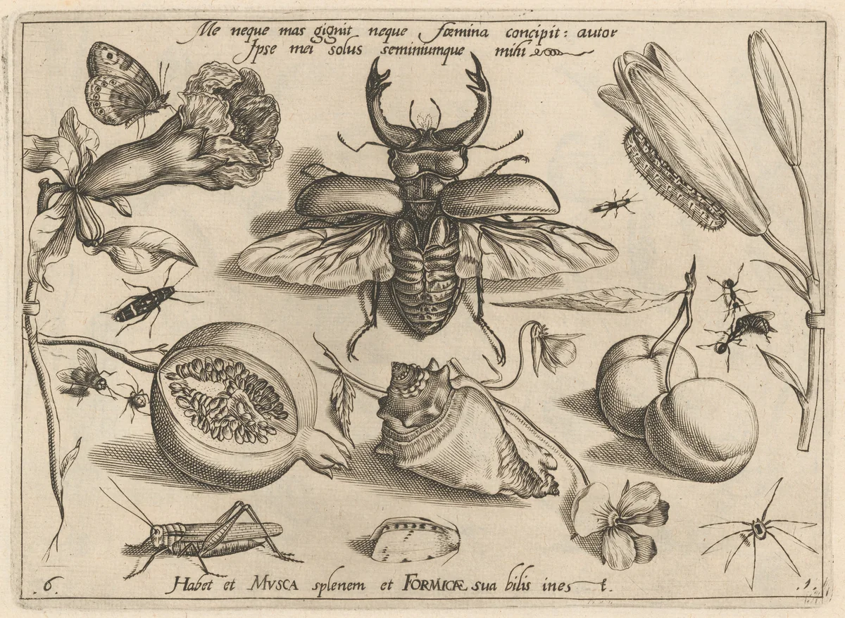 Archetypa studiaque patris Georgii Hoefnagelii [Part 1, Plate 6] by Jacob Hoefnagel; Joris Hoefnagel, print, 1592